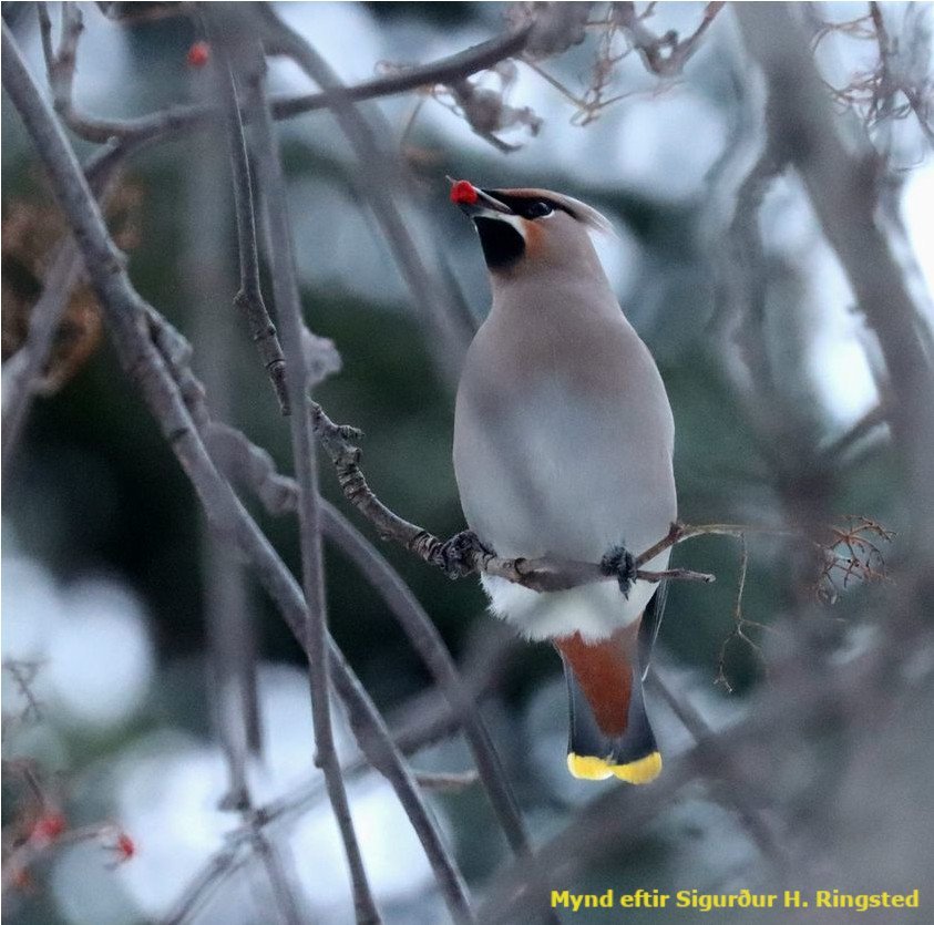 Silkitoppa sást í garðinum