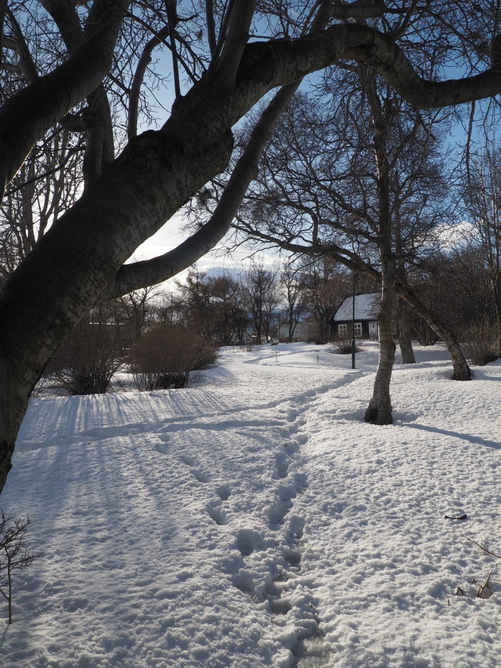 Guðrún lýsir garðinum