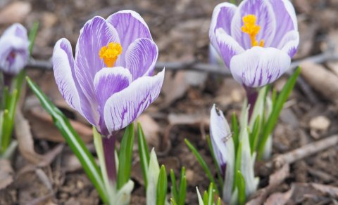 Vorkrókus (Crocus caeruleus) er eitt af fyrstu blómunum sem sést í Hörpumánuði