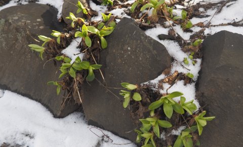 Primrose (Primula x pubescens) peeks through the snow at the Lystigarður.