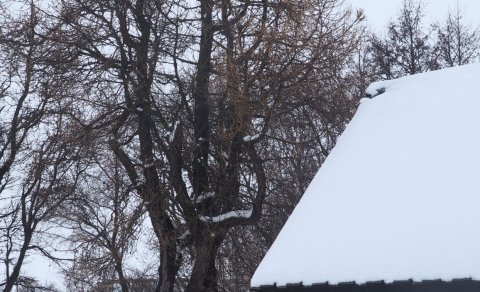 Lerki er eitt af þeim frostþolnustu trjánum