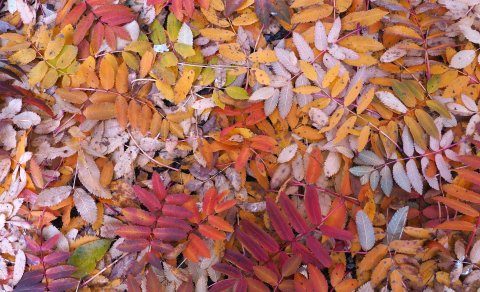 Reynir tré lauf á haustin