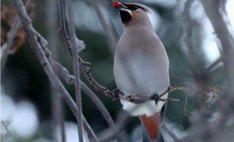 Silkitoppa sást í garðinum