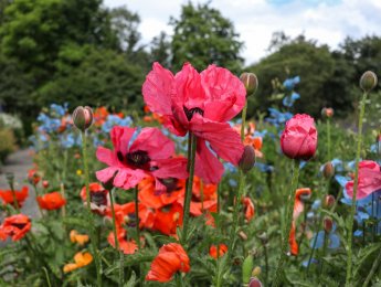 Meira um Lystigarðinn